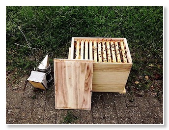 Bienen abfegen